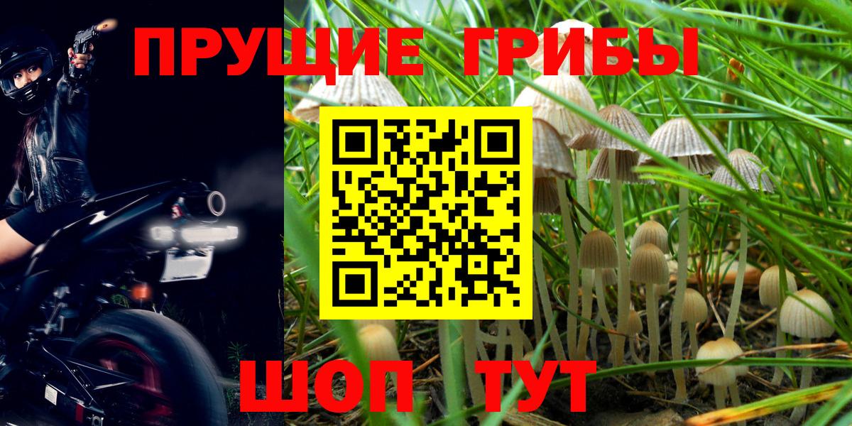 Зеленогорск  Галлюциногенные грибы Psilocybe  Вход с VPN  Галлюциногенные грибы Magic Shrooms 